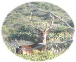 Sardinian deer in Piscinas